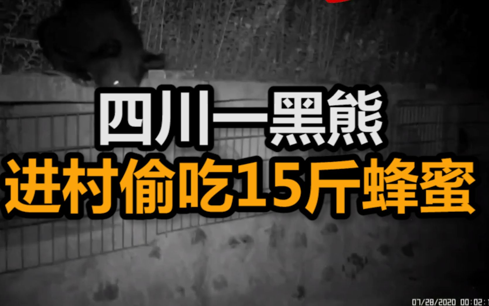 四川一黑熊进村偷吃15斤蜂蜜，监控拍下“作案”全过程