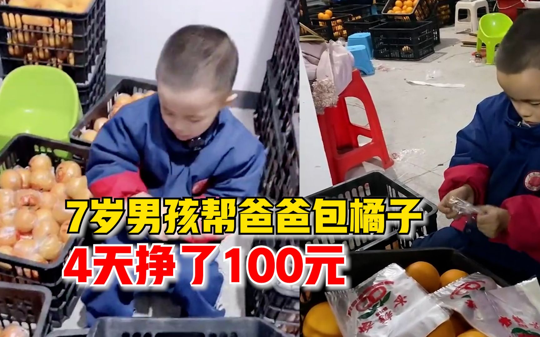 7岁男孩帮爸爸包橘子挣零花钱，爸爸：4天包了50框，给了100元
