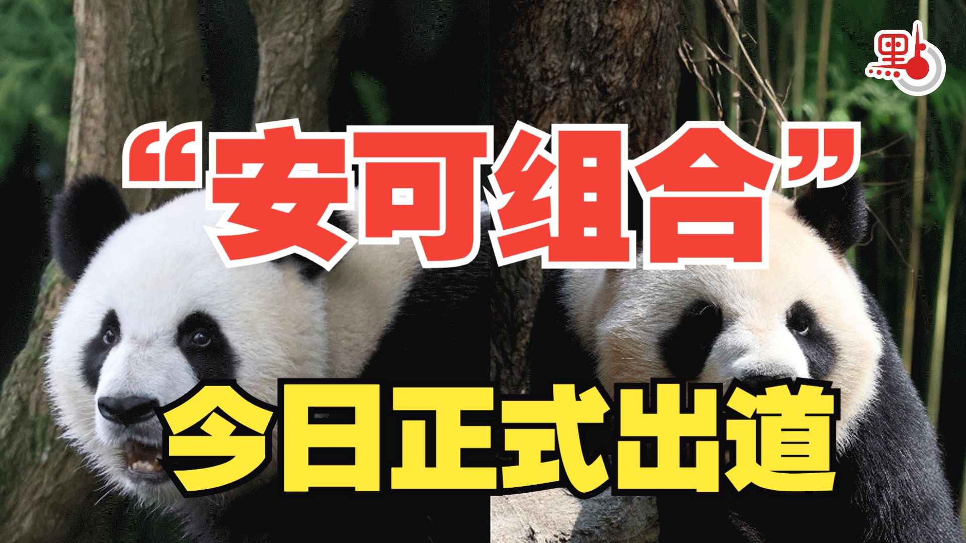 “安可组合”出道！香港小朋友：昨晚兴奋到睡不着｜街访