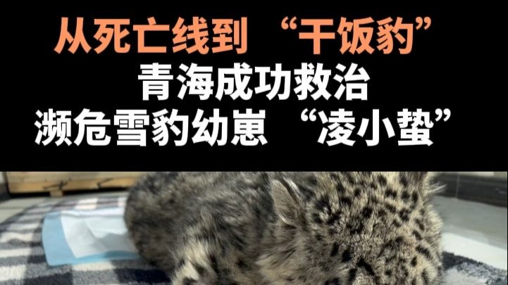 从死亡线到 “干饭豹” 青海成功救治濒危雪豹幼崽 “凌小蛰”