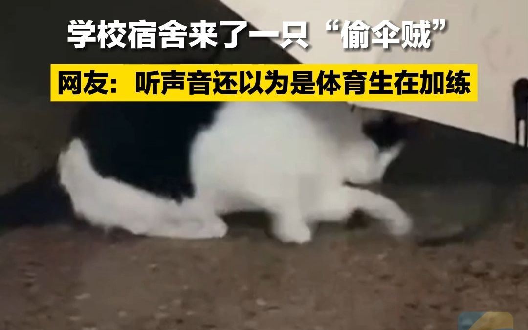 学校宿舍来了一只“偷伞贼” 网友：听声音还以为是体育生在加练