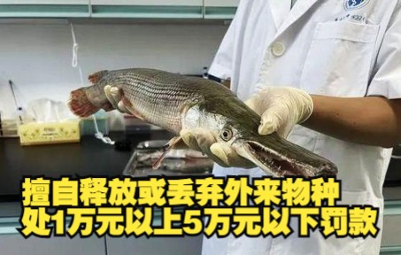 随意丢弃鳄雀鳝要罚款1至5万元！