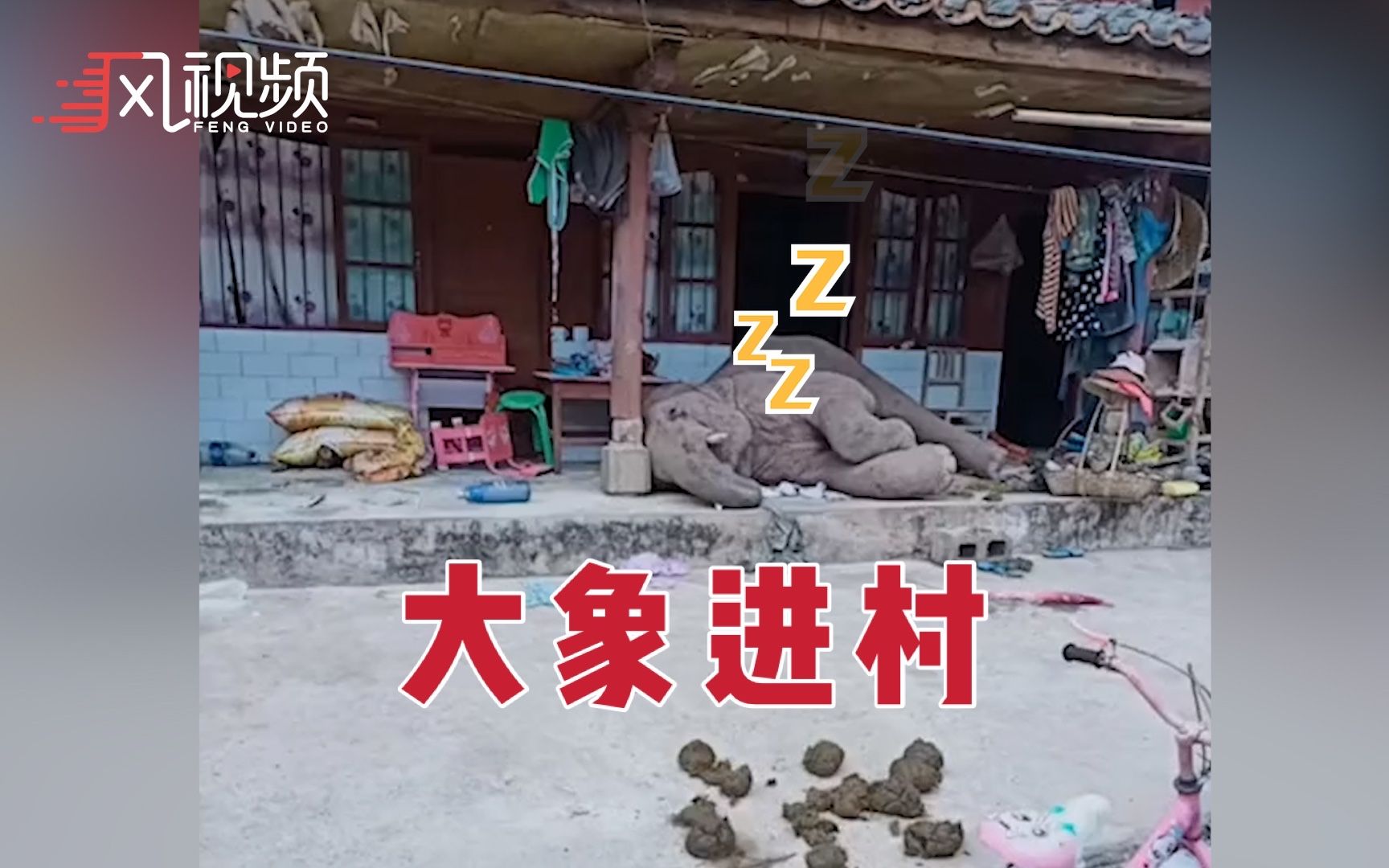 离群公象“进村”画面曝光：窄巷里转不开身，屋檐下侧躺呼呼大睡
