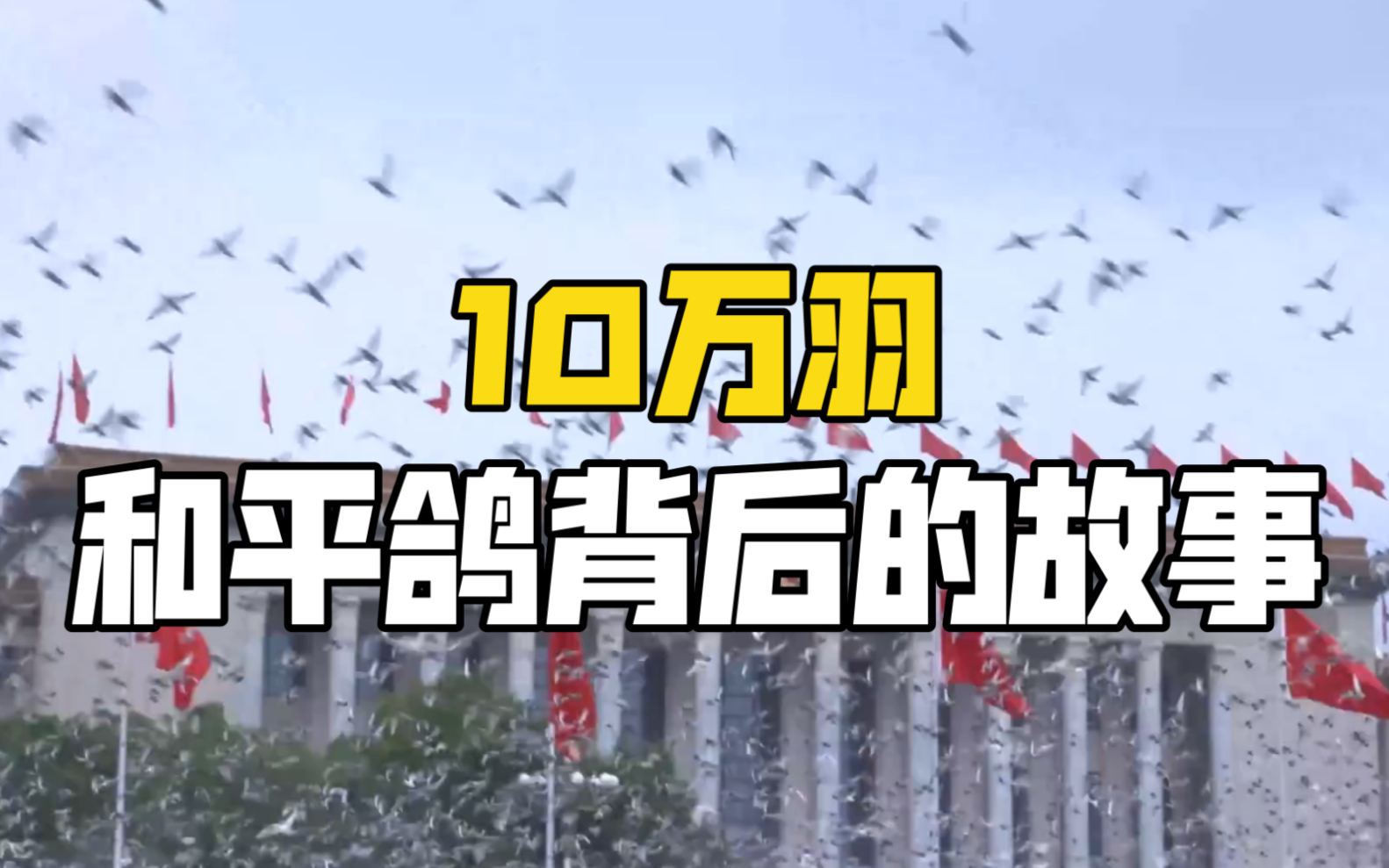 讲述10万羽和平鸽背后的故事