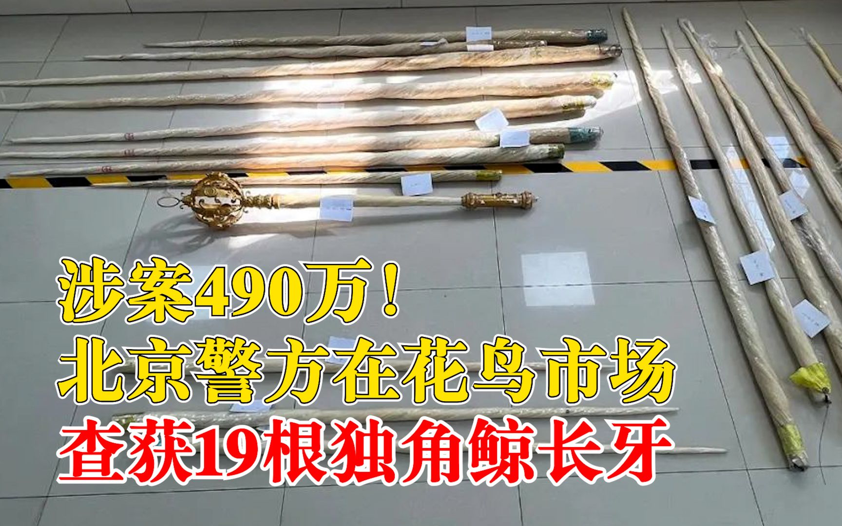 北京查获19根独角鲸长牙涉案490万：在花鸟市场售卖，店主被刑拘