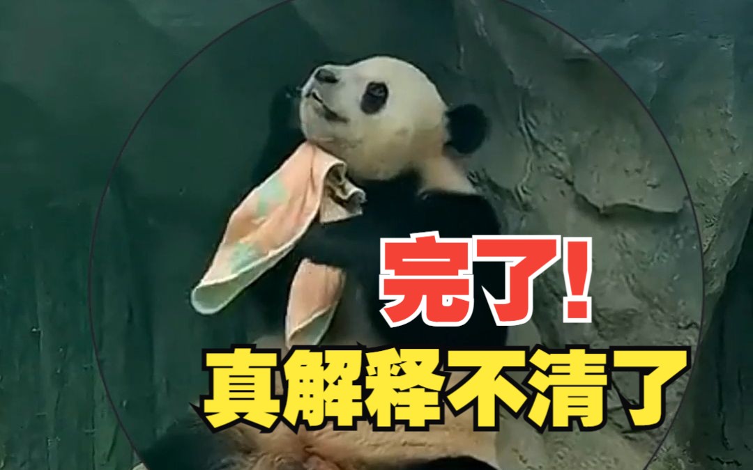 “西直门大太子”擦脸神似北京大爷 网友：一方水土养一方熊