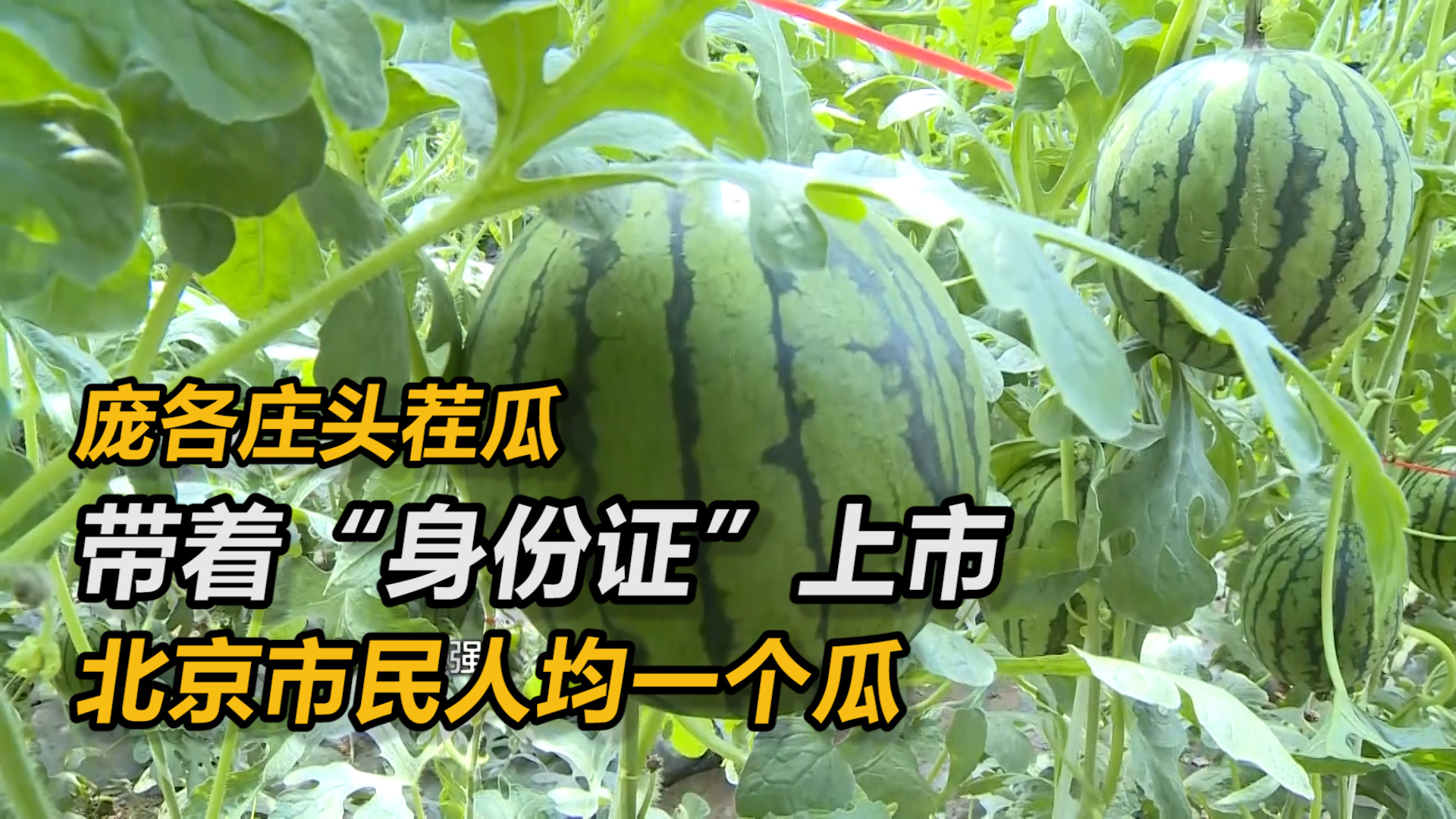 庞各庄头茬瓜带着“身份证”上市，预计到7月北京市民人均一个瓜