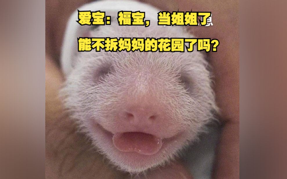 辛苦了！爱宝诞下双胞胎 福宝要当大姐姐了