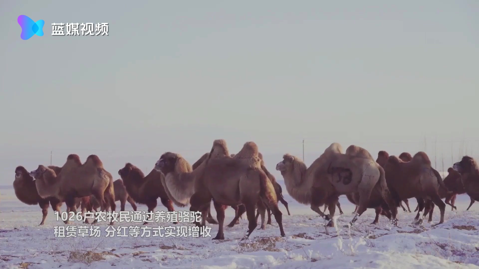 壮观！千余峰骆驼戈壁滩上奔跑