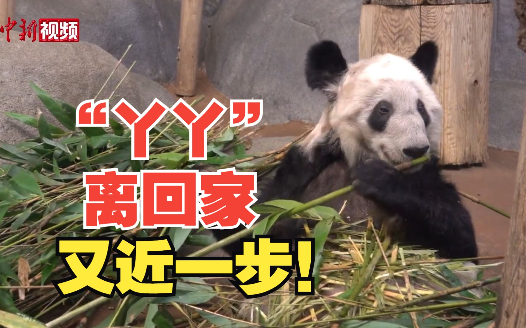大熊猫“丫丫”离回家又近一步？网友：加急送回！