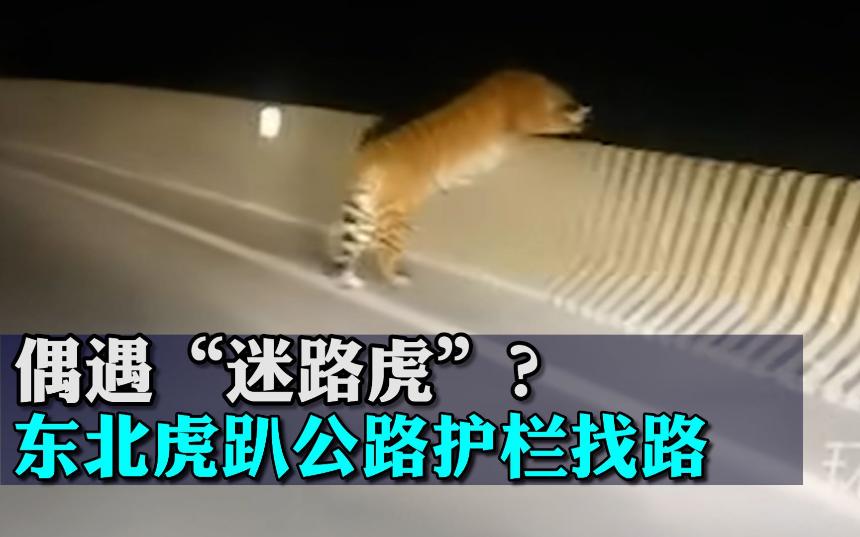 偶遇“迷路虎”？男子拍到东北虎趴公路护栏找路