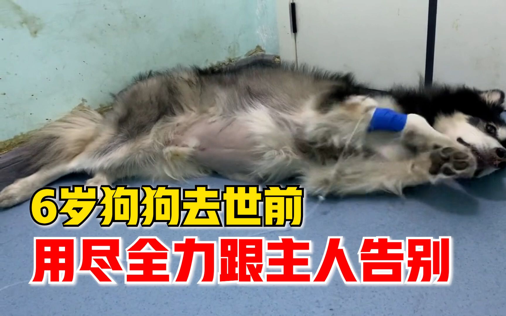 6岁狗狗去世前用尽全力跟主人告别，主人：我说别熬了它就走了
