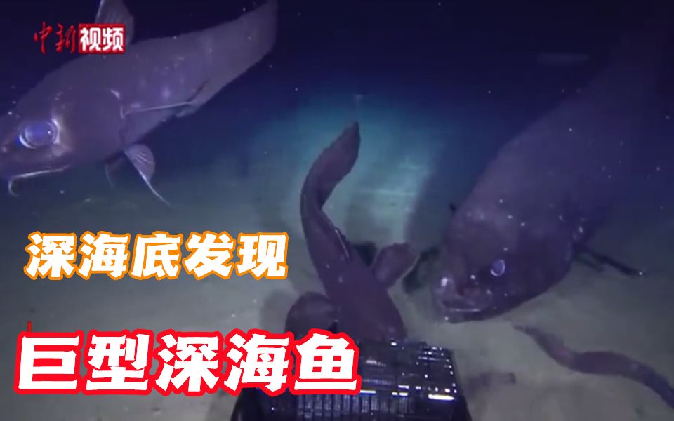 超2000米深海底发现巨型深海鱼