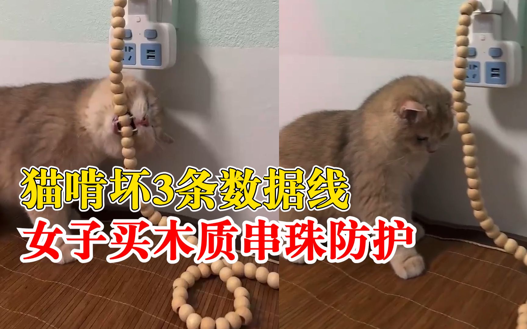 猫啃坏3条数据线女子买串珠防护：它磨牙期喜欢咬，现在啃不动了