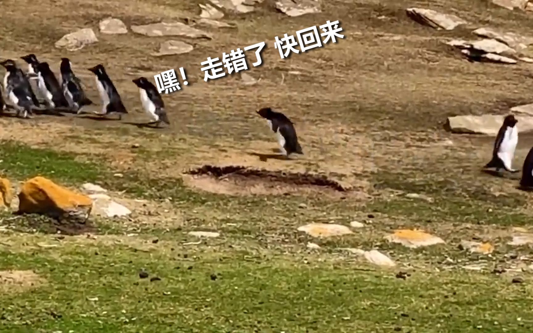 可爱！ 两队企鹅分开后一只当场懵了跟错队伍 队友一路小跑紧急叫回
