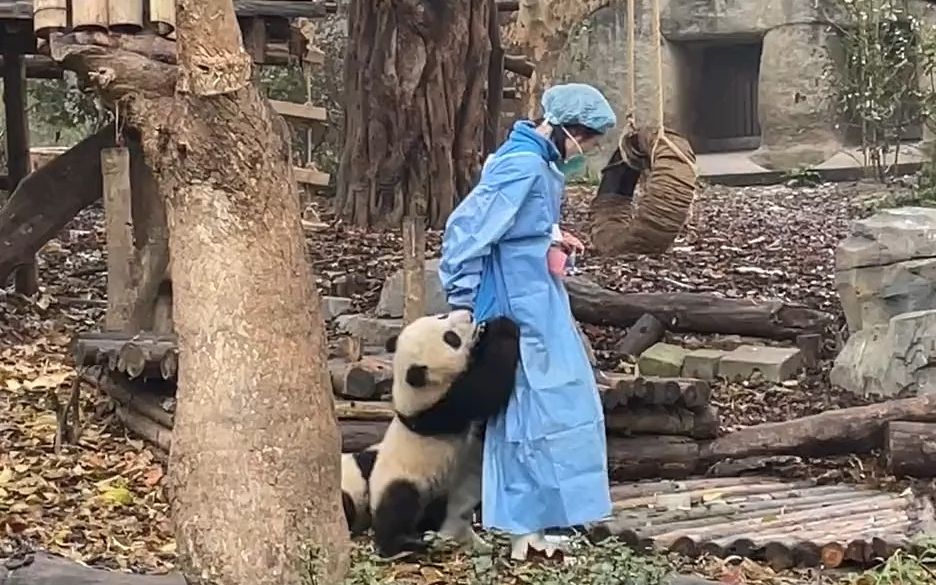 超萌大熊猫可爱要抱抱！“这届小孩真不好带啊”