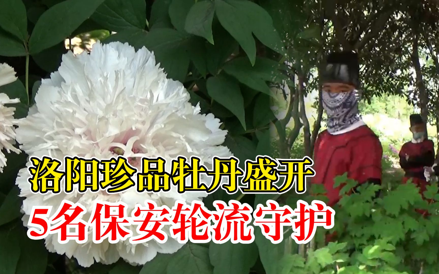 洛阳珍品牡丹盛开5名保安轮流守护：仅有一株，游客排长队观赏