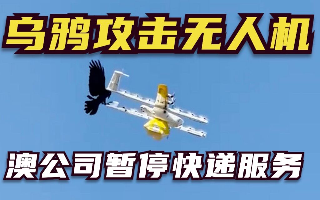 乌鸦攻击无人机 澳公司暂停快递服务
